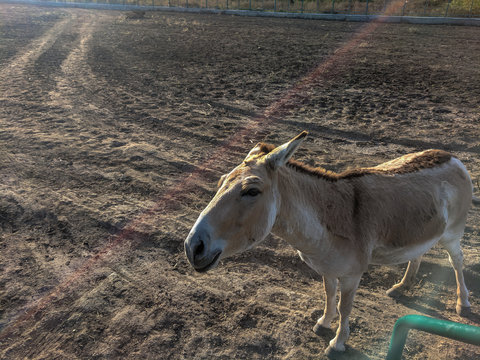 Kulan in desert portrait 