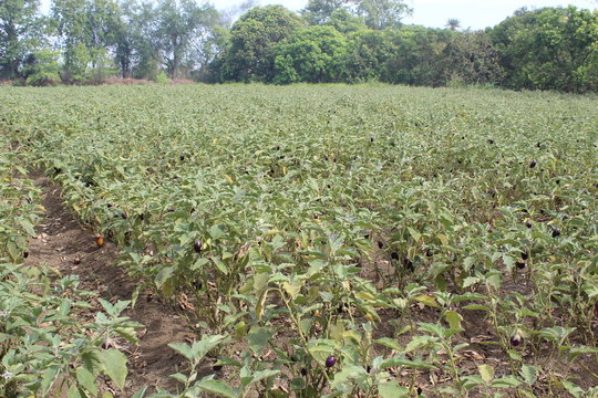 Brinjal farming