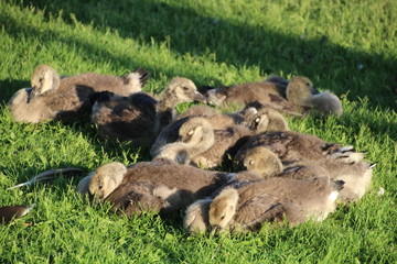 Young Geese Sleeping, William Hawrelak Park, Edmonton, Alberta
