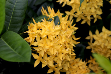yellow flower of sunflower