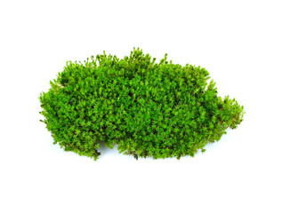 Obraz premium moss isolated on white bakground