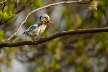 Azure tit (Cyanistes cyanus). A beautiful rare bird on the background of apple blossoms. Polesie. Ukraine