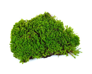 Obraz premium moss isolated on white bakground