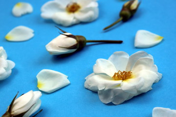 Naklejka na ściany i meble White wild rose flower buds laid out on a table
