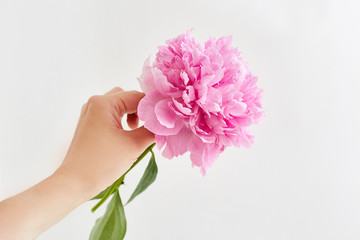 Fresh pink peony flower in girl's hand. Copy space.