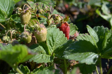 ripe strawberries on beds planted in open ground