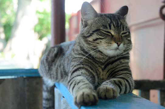 The cat lies on a bench in the village, summer vacation in the village.