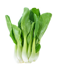 Bok choy (chinese cabbage) isolated on white