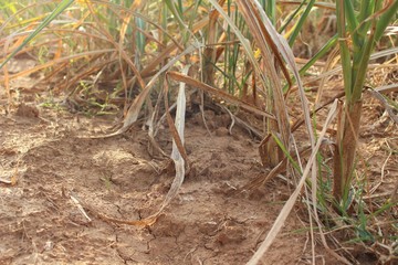 Sugar cane on the farm withered due to drought and hot weather