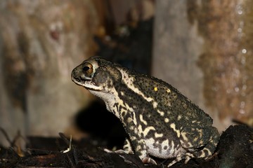 Gulf Coast toad (Incilius valliceps) sitting in damp garden mulch by a Crepe Myrtle tree at night. They're a common sight in sub-tropical Houston, TX.