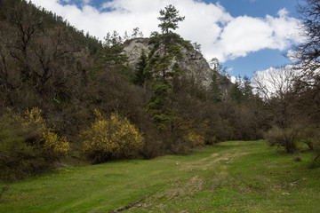 Fototapeta na wymiar meadow and forest in georgian national park