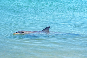 dolphins at monkey mia, sharkes bay, western australia 4