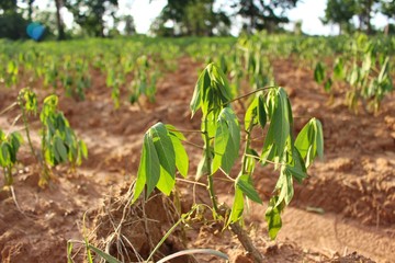 Cassava trees in the farm wither due to drought and hot weather