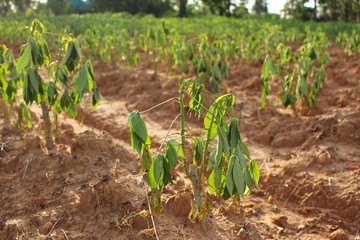 Cassava trees in the farm wither due to drought and hot weather