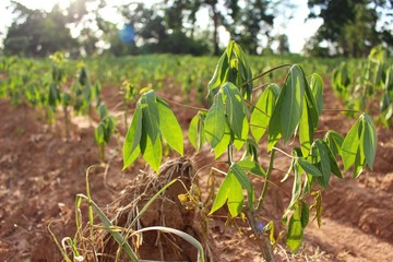 Cassava trees in the farm wither due to drought and hot weather