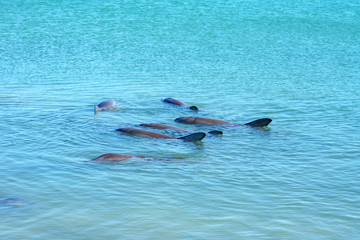 Fototapeta premium dolphins at monkey mia, sharkes bay, western australia 9