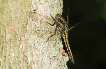 A beautiful Black-tailed Skimmer, Dragonfly, Orthetrum cancellatum, perching on a tree trunk.