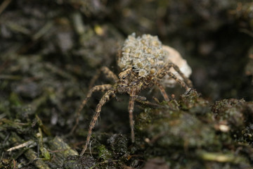 A magnificent Wolf Spider, Pardosa, carrying its babies on its back.	