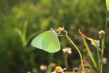 Green butterflies are eating nectar from flowers, reflecting sunlight in the evening