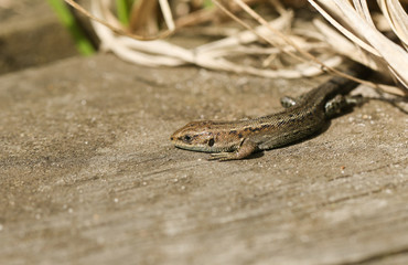A stunning Common Lizard, Zootoca vivipara, warming up on a wooden boardwalk .	