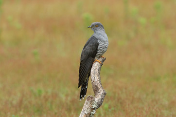 A stunning Cuckoo, Cuculus canorus, perching on a branch.	