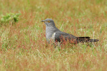 A stunning Cuckoo (Cuculus canorus) searching on the ground in a meadow for food.