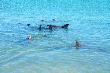 dolphins at monkey mia, sharkes bay, western australia 10