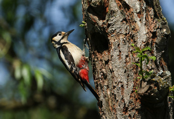  A pretty female Great spotted Woodpecker, Dendrocopos major, perching on the edge of its nesting hole in a Willow tree.	