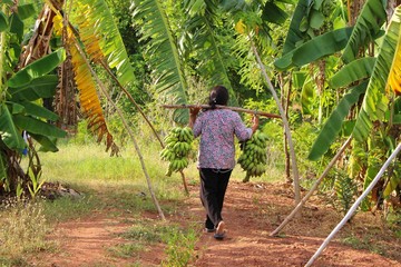 Farmers are carrying bananas in the grass fields to cook food, taking pictures as blurred