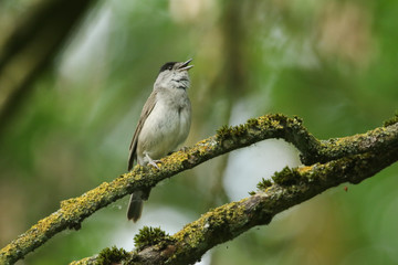 A stunning singing male Blackcap, Sylvia atricapilla, perched on a branch in a tree covered in lichen and moss.	