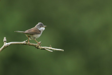 A beautiful Whitethroat, Sylvia communis, perching on a branch in a tree.	