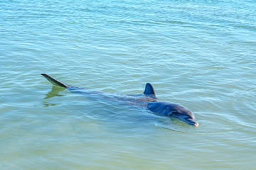 dolphins at monkey mia, sharkes bay, western australia 19