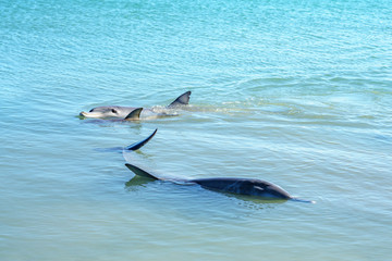dolphins at monkey mia, sharkes bay, western australia 38
