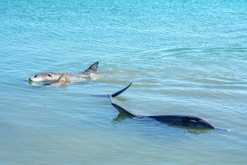 dolphins at monkey mia, sharkes bay, western australia 39