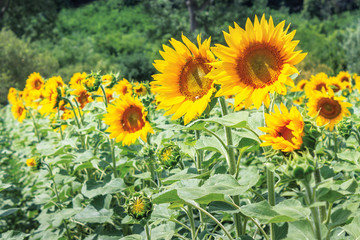 Ripe sunflowers in the field. beautiful countryside in summer. sunny weather with forested hill on the blurred background