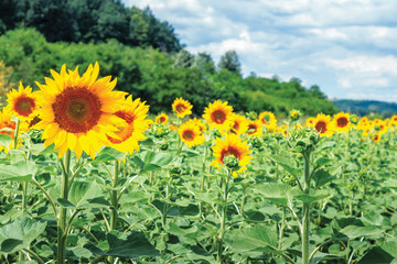Fototapeta premium Ripe sunflowers in the field. beautiful countryside in summer. sunny weather with high clouds in the distance. forested hill on the blurred background
