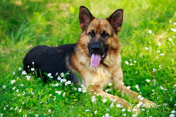 German Shepherd Dog