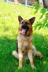 German Shepherd Dog
