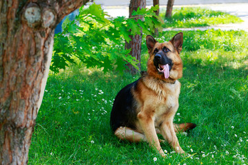 German Shepherd Dog