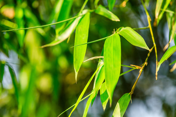 Green bamboo leaves nature background
