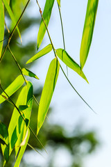 Green bamboo leaves nature background