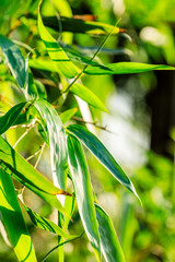 Green bamboo leaves nature background