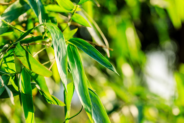 Fototapeta na wymiar Green bamboo leaves nature background