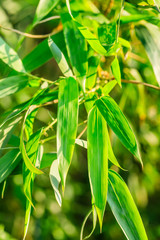 Green bamboo leaves nature background