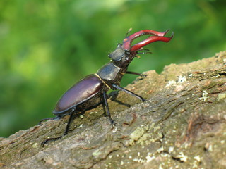beetle- deer crawling on the bark of a tree