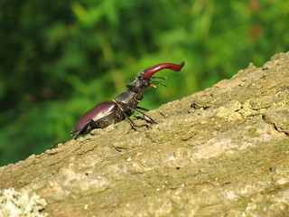 beetle- deer crawling on the bark of a tree