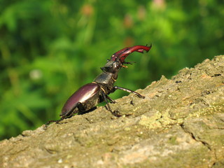 beetle- deer crawling on the bark of a tree