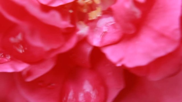Macro view of Rose flower