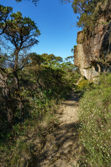 Fototapeta na wymiar hiking the grand clifftop walk, blue mountains, australia 5
