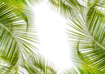 palm leaves on white background